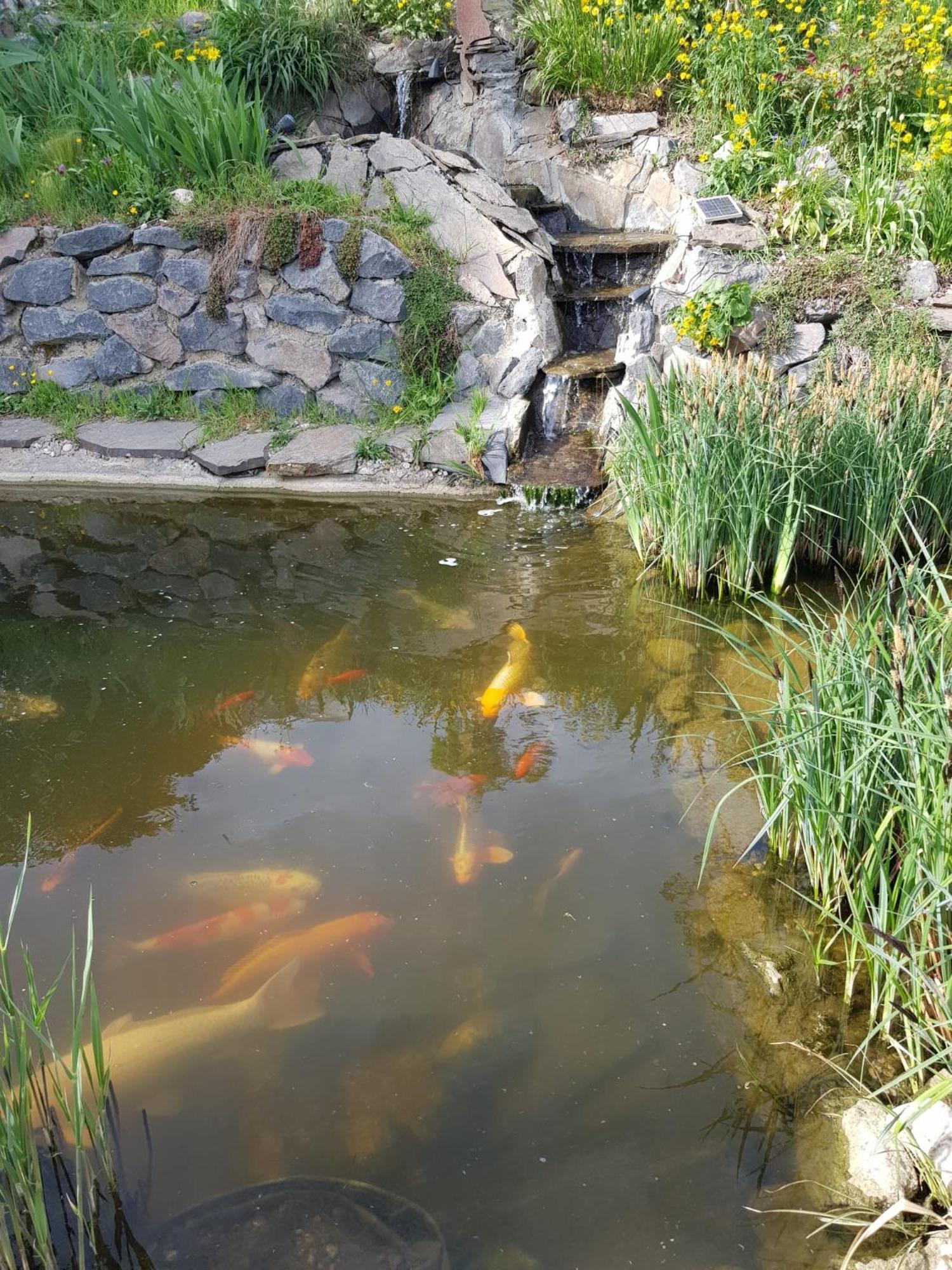Wohlfuehlen Am Gartenteich Oberzissen Εξωτερικό φωτογραφία